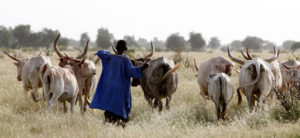 conflit entre eleveur et agriculteur