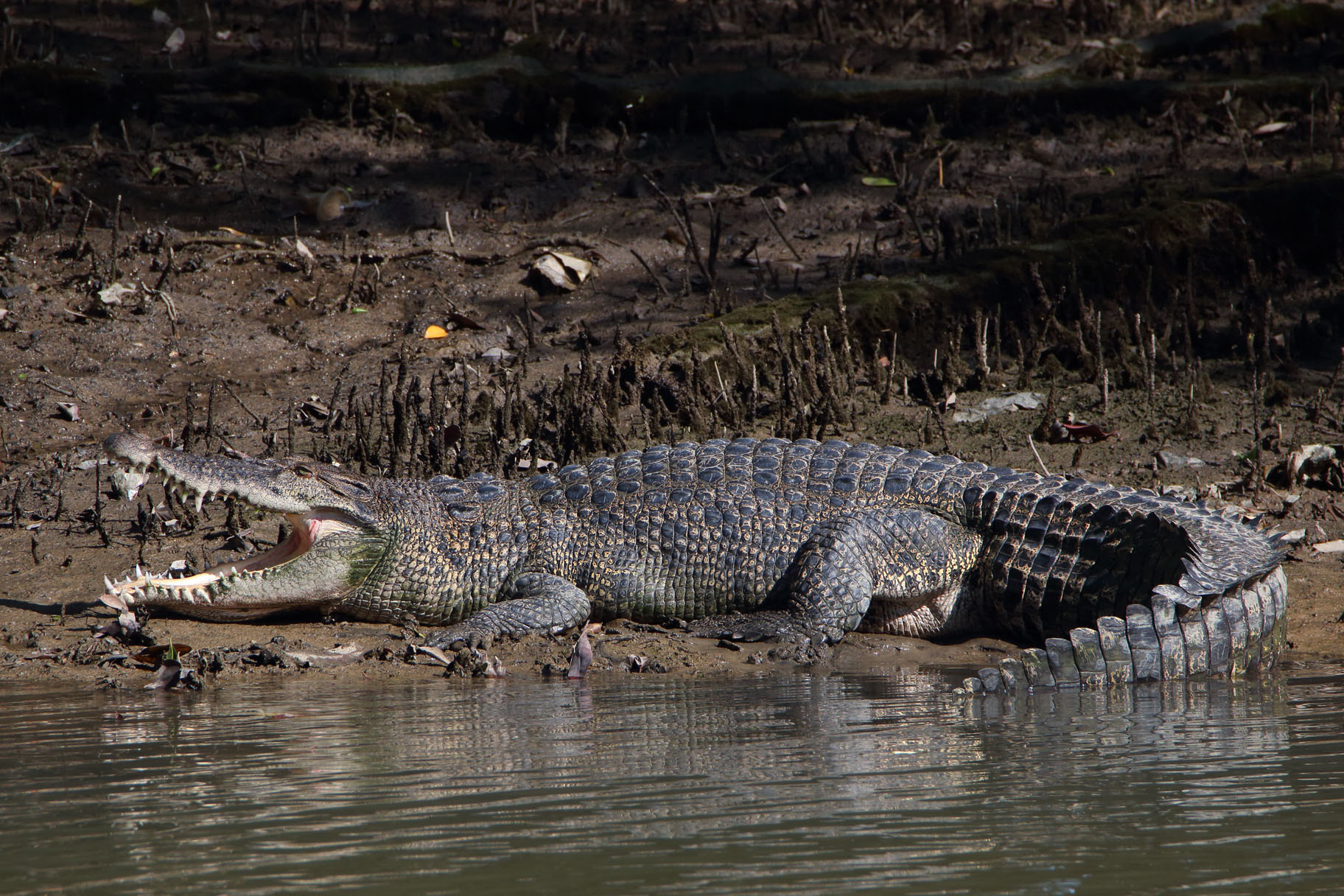 crocodile attrapé a fass ridwane