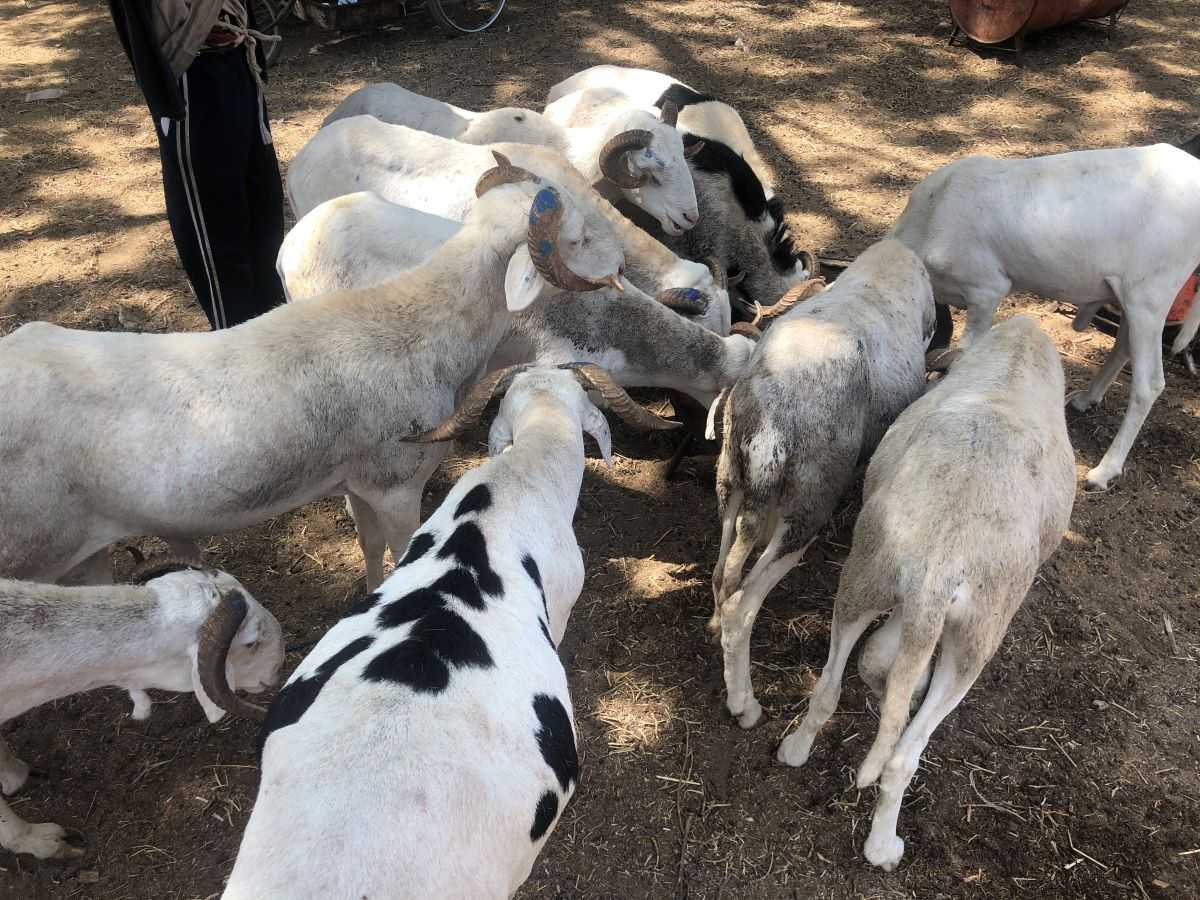 Keur Momar Sarr : Le berger déféré pour vol de mouton.