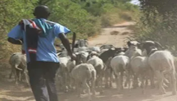Le vol de bétail…source de conflit entre éleveurs et agriculteurs à Pire Gourey