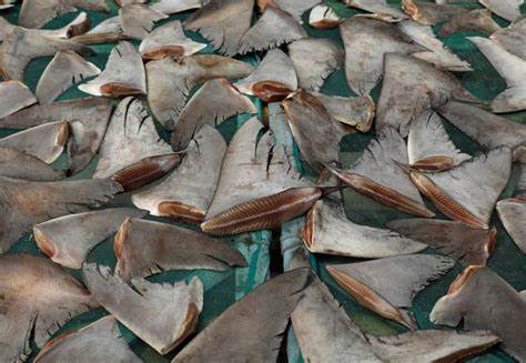 Criminalité faunique : La douane opère une saisie de plus d’une tonne d’ailerons de requin estimée à 418 millions de francs CFA