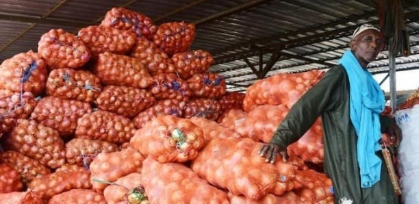 Pénurie supposée d’oignons : les producteurs des Niayes revelent les veritables raisons