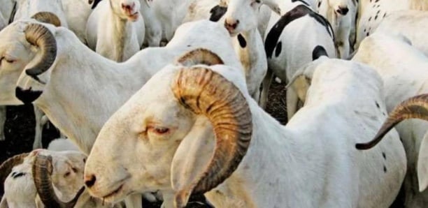 Tabaski 2023KOLDA : Les prix des moutons abordables et  varient entre 80.000 et 478.000 F CFA