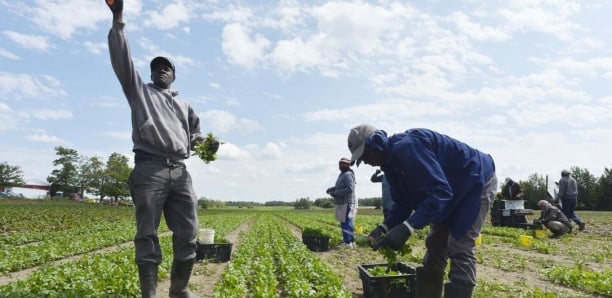 talie : plus de 15 000 Sénégalais travaillent dans les champs agricoles