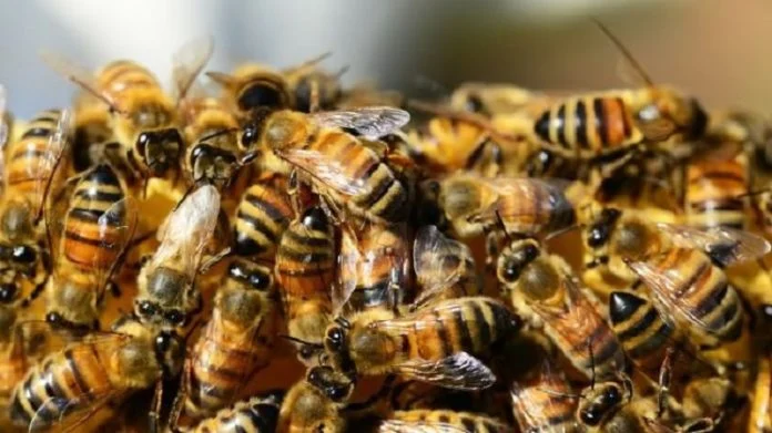 Thiès : Des abeilles en furie sèment la panique dans un village